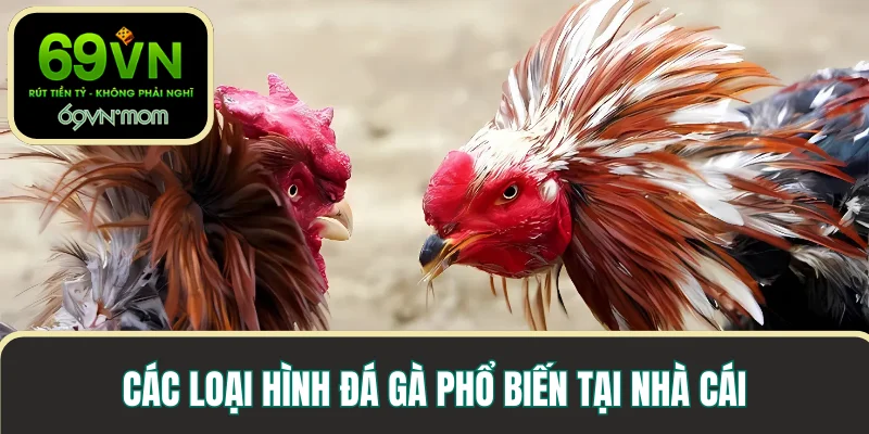 Các loại hình đá gà phổ biến tại nhà cái